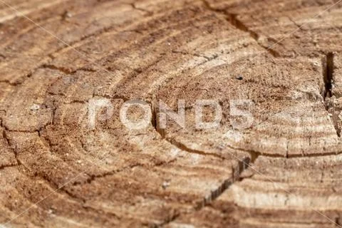 Rings of a sawn tree trunk Stock Photos