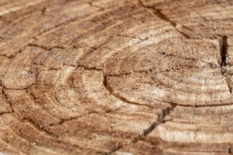 Rings of a sawn tree trunk Stock Photos