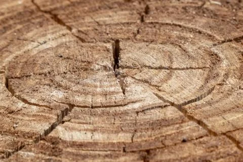 Rings of a sawn tree trunk Stock Photos