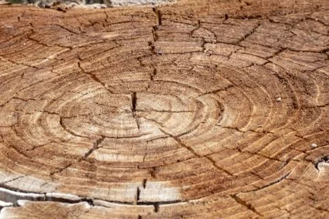 Rings of a sawn tree trunk Stock Photos