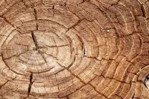 Rings of a sawn tree trunk Stock Photos