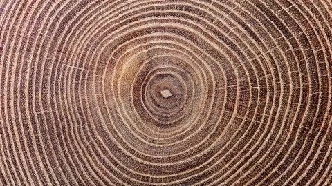 Rings texture of old cut tree Stock Footage