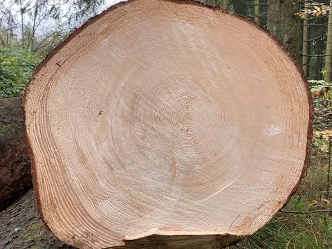 The rings in the tree trunk Stock Photos