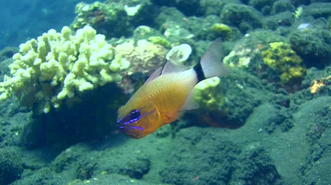Ringtail cardinalfish (Apogon aureus) with eggs in its mouth Stock Footage 34358946