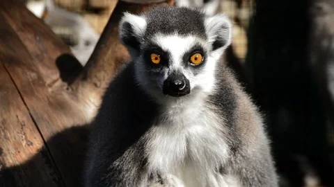 Ringtail lemur looking around in a natural park - Lemur catta Stock Footage 73251296