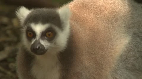 Ringtail Lemur monkey close up Stock Footage 10979643