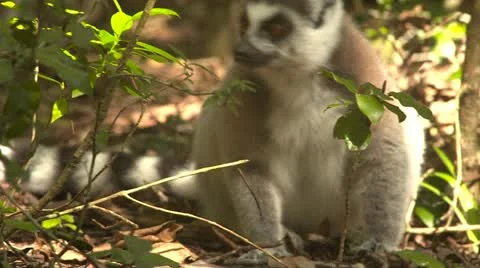 Ringtail Lemur monkey Stock Footage 10979470
