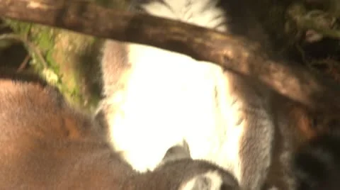 Ringtail Lemur monkeys together Stock Footage 10980749