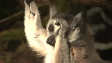 Ringtail Lemur self grooming Stock Footage 10980752