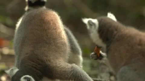 Ringtail lemurs Stock Footage 10979923