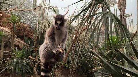 Ringtailed Lemur 動画素材 43095345