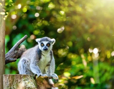 Ringtailed lemur perched on a tree stump, surrounded by vibrant green folia.. Stock Photos