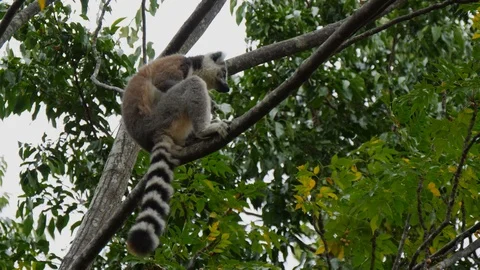 Ringtailed Lemur in tree Stock Footage 88566767