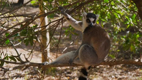 Ringtailed Lemur in Tree Stock Footage 88567000