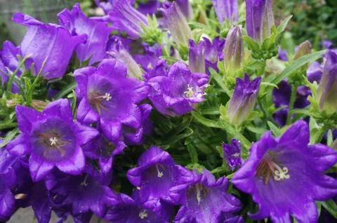 Ringtone or Campanula - purple flowers. Garden flowerbed. Stock Photos