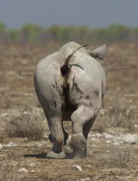 Rino Stock Photos