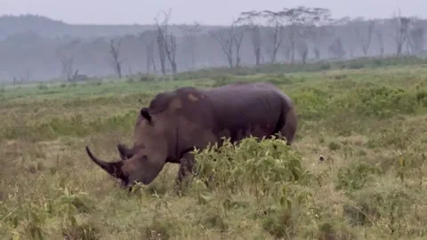Rino Walking Stock-Footage 330752233