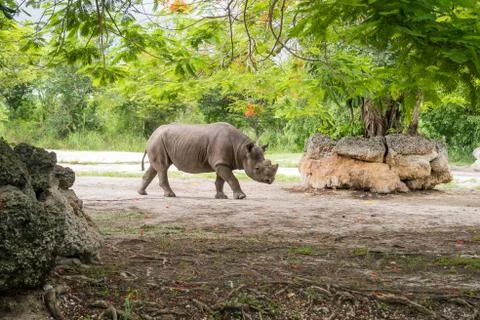 Rinoceronte walking in wildlife reserve Stock Photos