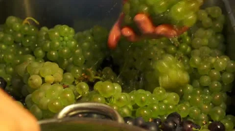 Rinse grapewine Video stock 12227741