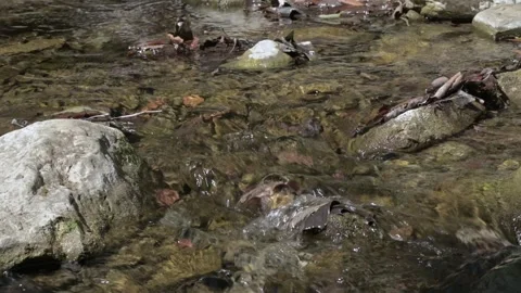 Rio 5 Stock-Footage 242875235