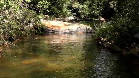 Rio das Almas Stock Footage 156582227