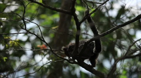 Rio de Janeiro: Tamarin Monkey on Tree (5) Stock Footage 45329776