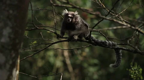 Rio de Janeiro: Tamarin Monkey on Tree (4) Stock Footage 45330080