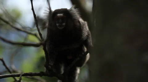 Rio de Janeiro: Tamarin Monkey on Tree (2) Stock Footage 45330111