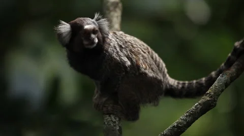 Rio de Janeiro: Tamarin Monkeys on Tree (1) Stock Footage 45330623