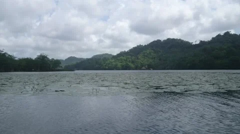 Rio Dulce Lily Pads Stock Footage 65298627