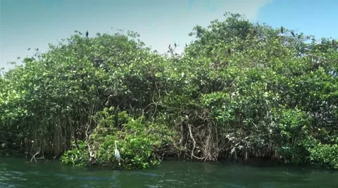 Rio Dulce Nursing Island Medium Shot Vidéo 65298656