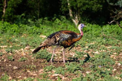 Rio Grande Turkey Stock Photos