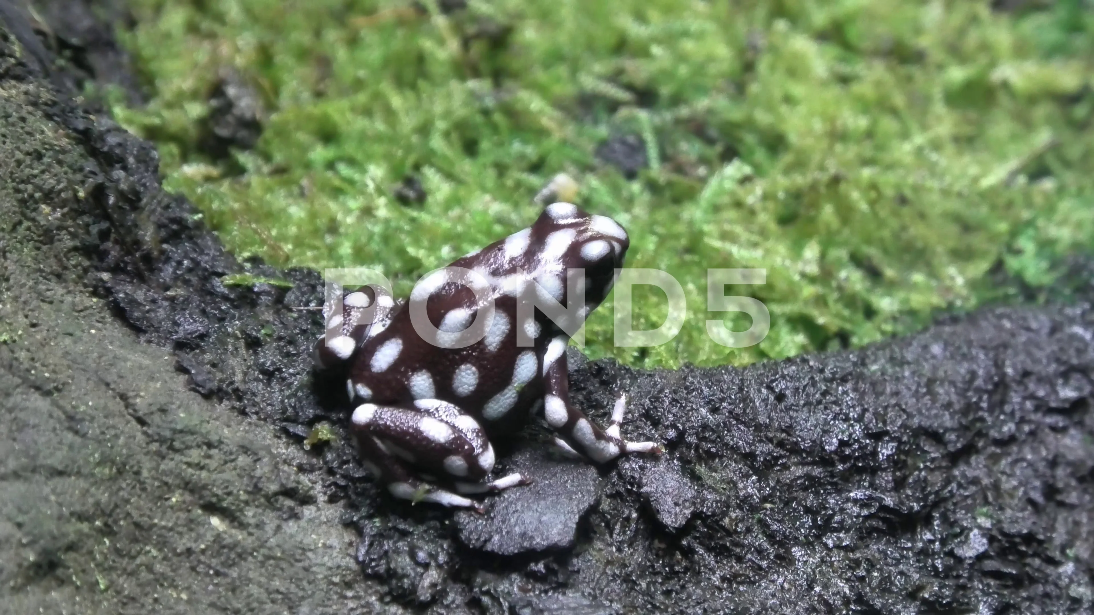 A Rio Maranon Poison Frog Wiggling His B Stock Video Pond5