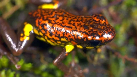 Rio Santiago Poison Frog Excidobates Ca Stock Video Pond5