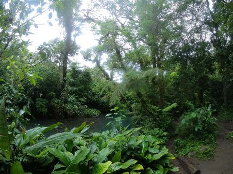 Rio y vegetacion de Costa Rica Stock Photos