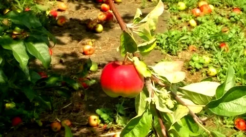 Rip Red Apples Video stock 37022076