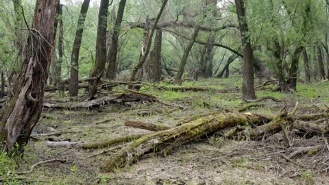 Riparian forest with fallen trees covered in moss and dead wood rotting Stock Footage 131337647