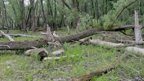 Riparian forest with trees lying on the ground in summertime Stock Footage 146624879