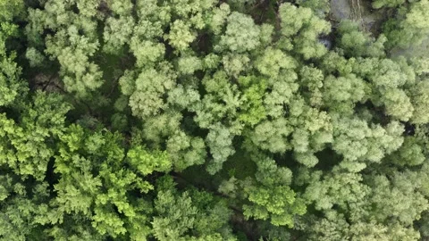 Riparian forest with water standing between trees from directly above Stock Footage 144325517