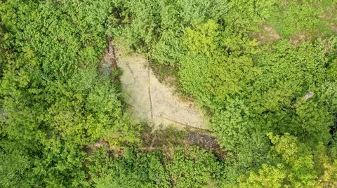 Riparian tree stand in spring with standing water from above, Bialowieza Fore Stock Photos