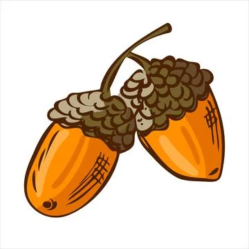 Ripe acorns on a branch in rustic style. Harvest concept. Vector illustration 스톡 일러스트