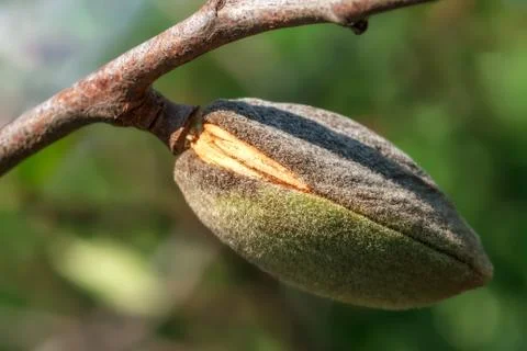 Ripe almonds closeup Photos