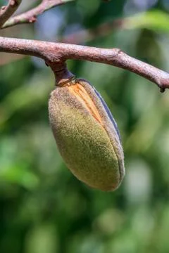 Ripe almonds closeup Stockfoto's