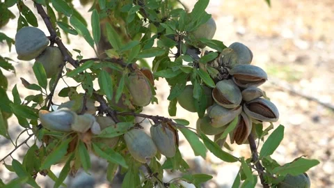 Ripe Almonds on the Tree - 472 Stock Footage 311019659