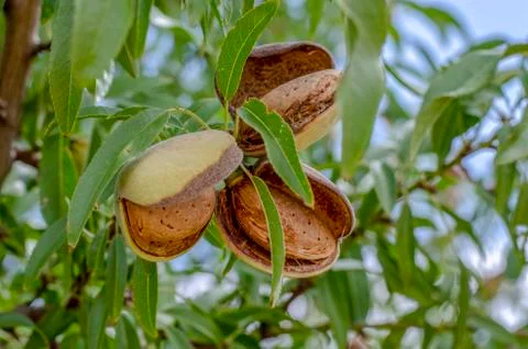 Ripe almonds on the tree branches. Stock Photos