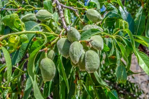 Ripe almonds on the tree branches. Stock Photos
