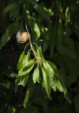 Ripe almonds on the tree branches Stock Photos