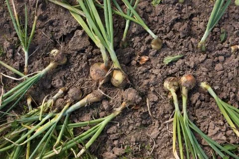 Ripe and fallen onions ready to harvesting Stock Photos