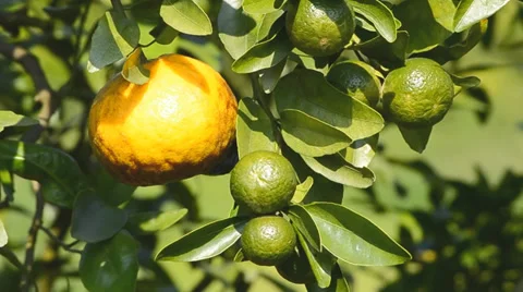 Ripe and raw orange on tree in garden plant Stock Footage 36301378