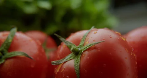 Ripe and red cherry tomatoes with a perfectly round shape Stock Footage 310957593